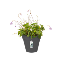 loft urban green wall single 15cm antraciet